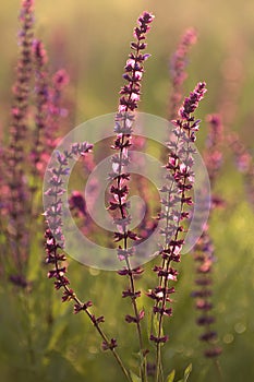 Wild flowers in the field. Meadow sage blooms in spring. Bouquet for your beloved