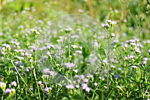 Wild flowers field in the morning.