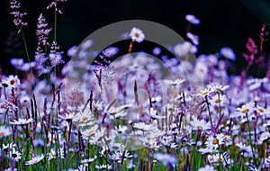 Wild flowers field