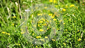 Wild flowers in the field waving on wind - closeup