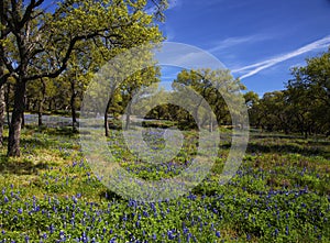 Wild Flowers Filling Fields in Hill Country Texas