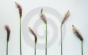 Wild flowers floral flat composition from goose grass wild plant blossoms