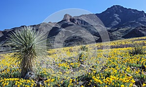 Wild Flowers in the Florida Mountains