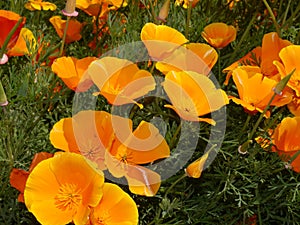 Wild Flowers in Flowerbeds in Burnley Lancashire photo