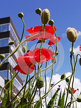 Wild Flowers in Flowerbeds in Burnley Lancashire