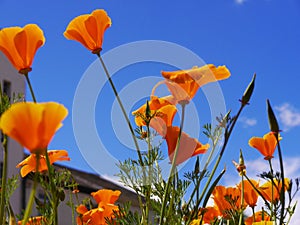 Wild Flowers in Flowerbeds in Burnley Lancashire photo