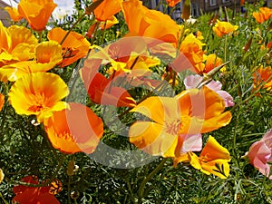 Wild Flowers in Flowerbeds in Burnley Lancashire photo