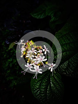 Wild flowers fond in kerala