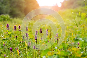 Wild flowers on a forest glade, summer background
