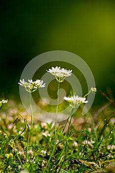 Wild flowers in the forest on sunny day