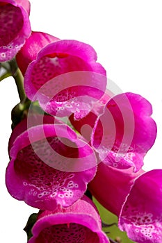 Wild Flowers Foxgloves Isolated