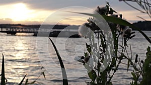 wild flowers in full bloom late in the evening at the waterfront