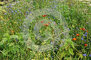 Wild flowers garden in countryside. Blooming wildflowers in summer meadow. Biodiversity and landscaping garden flower beds.