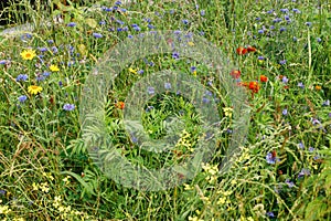 Wild flowers garden in countryside. Blooming wildflowers in summer meadow. Biodiversity and landscaping garden flower beds.