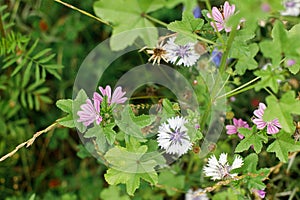 Wild flowers garden in countryside. Blooming wildflowers in summer meadow. Biodiversity and landscaping garden flower beds.