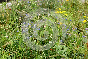 Wild flowers garden in countryside. Blooming wildflowers in summer meadow. Biodiversity and landscaping garden flower beds.