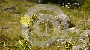 Wild flowers at Gardon river, France