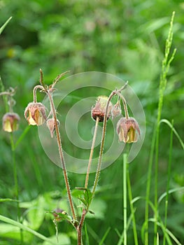 Wild flowers of Geum Rivale on long curved stems close-up