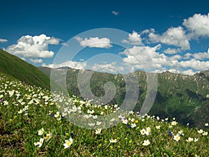 Wild flowers and grass on a background of mountains