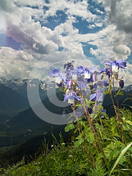 Wild flowers and grass on a background of mountains