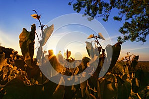 Wild flowers and grass closeup in a forest, beautiful evening landscape, nature in summer and bright sun