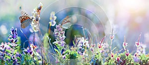 Wild flowers and grass closeup, horizontal panorama photo