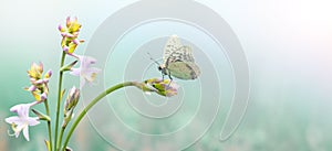 Wild flowers and grass closeup, horizontal panorama photo