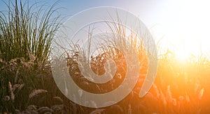 Wild flowers and grass closeup, horizontal panorama photo