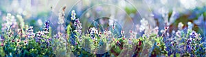 Wild flowers and grass closeup, horizontal panorama photo