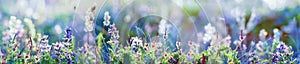 Wild flowers and grass closeup, horizontal panorama photo photo