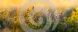 Wild flowers and grass closeup, horizontal panorama photo