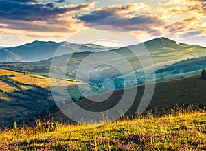 Wild flowers in the grass on hillside