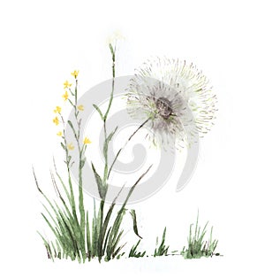 Wild flowers and grass. Small yellow rape, Huge dandelion. Hand-drawn watercolor illustration on textured paper. Isolated on white