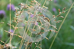 Wild Flowers and Grass in Summer Meadow.