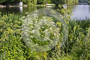 Wild Flowers and grasses in bloom on the banks of the River Thames at Cookham Village, Berkshire England in mid June 2023