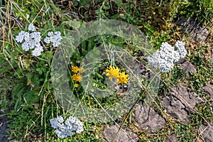 Wild flowers grow along a stone path, natural background