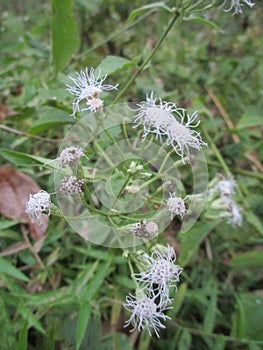 Wild flowers that grow in the middle of a beautiful natural rubber plantation are also stunningly fresh