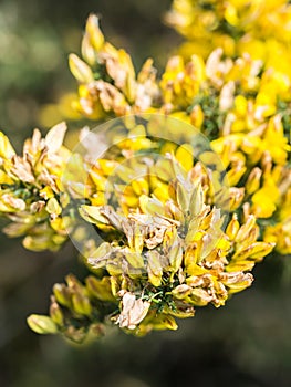 Wild flowers growing around Lisbon in Portugal