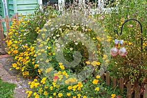 Wild flowers growing in a garden or yard, with a picket fence and green wooden cabin in the background