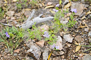 wild flowers growing in the meadow