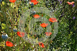 Wild flowers growing on roadside verge