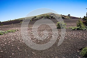 Wild flowers growing on volcanic rock, Craters of the moon, National Park Idaho