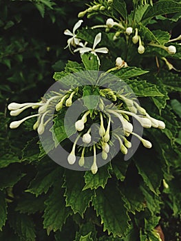 a wild flowers growing in the yard