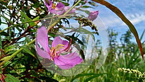 wild flowers growing in the yard
