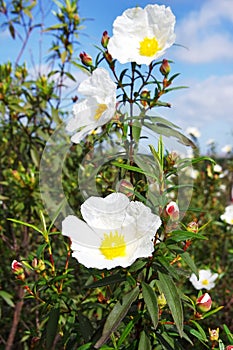 Wild flowers, Gum rockrose photo