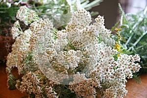 Wild Flowers Harvest Yarrow Bouquet. Botanical Art Floral Decoration.