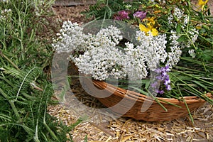 Wild Flowers Harvest Yarrow Bouquet. Botanical Art Floral Decoration.