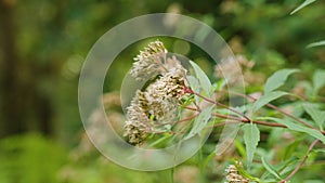 Wild flowers of Hemp-agrimony in woodland. Eupatorium cannabinum