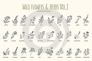 Wild flowers and herbs hand drawn set. Volume 1. Botany. Vintage flowers. Vintage vector illustration.