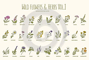 Wild flowers and herbs hand drawn set. Volume 1. Vintage vector illustration.